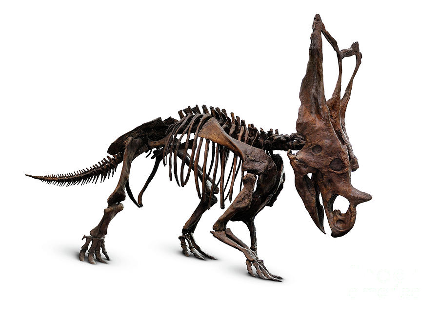 Dinosaur Photograph - Horned Dinosaur Skeleton by Maxim Images Exquisite Prints
