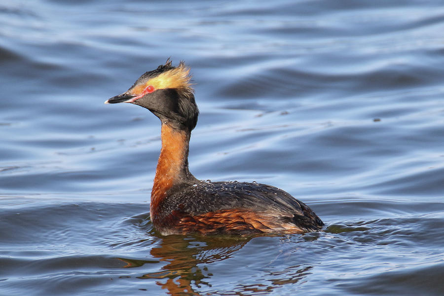Horned Grebe Photograph by Brook Burling