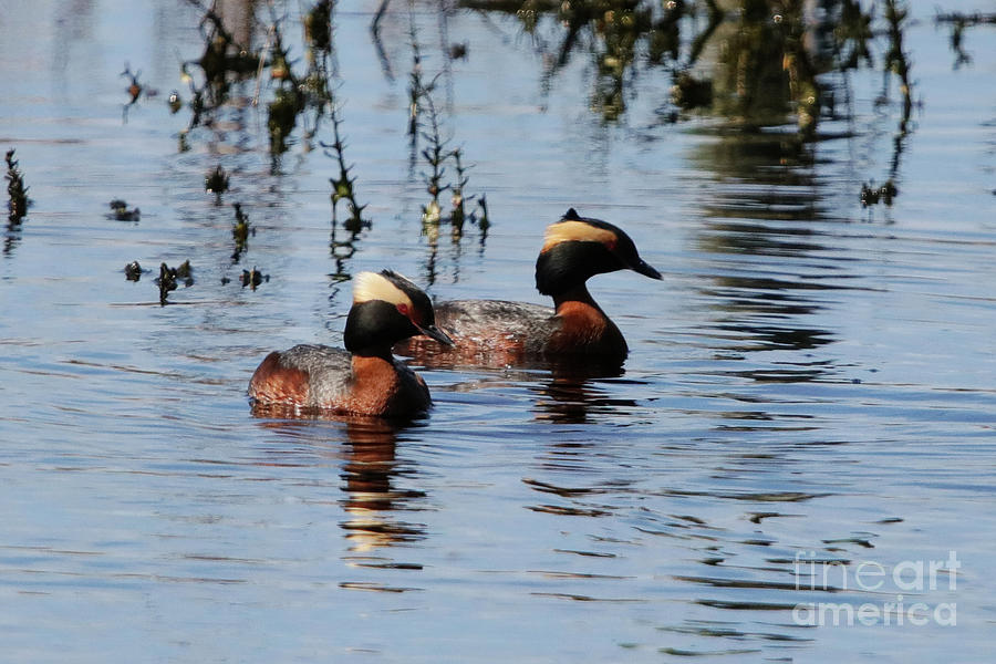 Horned Grebe Couple Photograph by Alyce Taylor