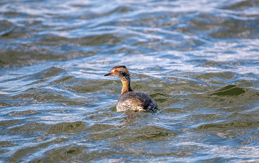 Horned Grebe fishing in the Chesapeake bay in Maryland Photograph by Patrick Wolf