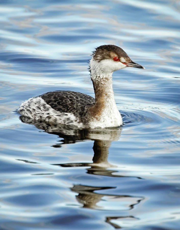 Horned Grebe I Photograph by Dawn Currie