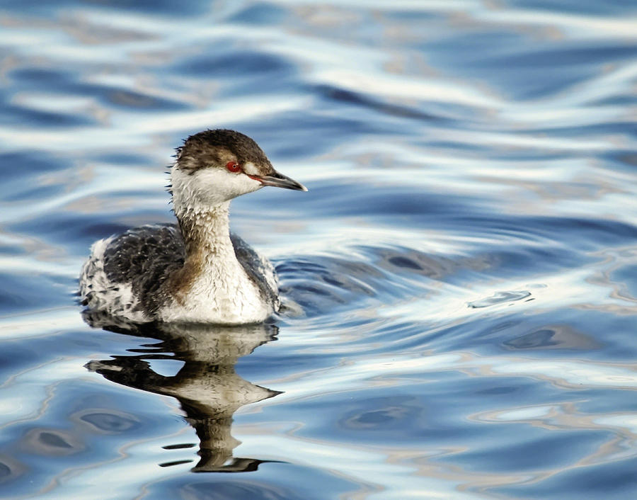 Horned Grebe II Photograph by Dawn Currie
