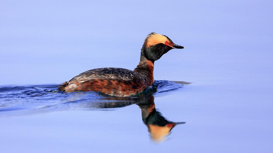 Horned Grebe Photograph by Jack Bell