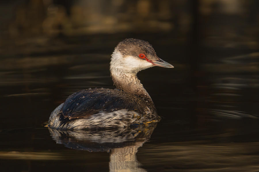 Horned Grebe Photograph by Kevin Giannini