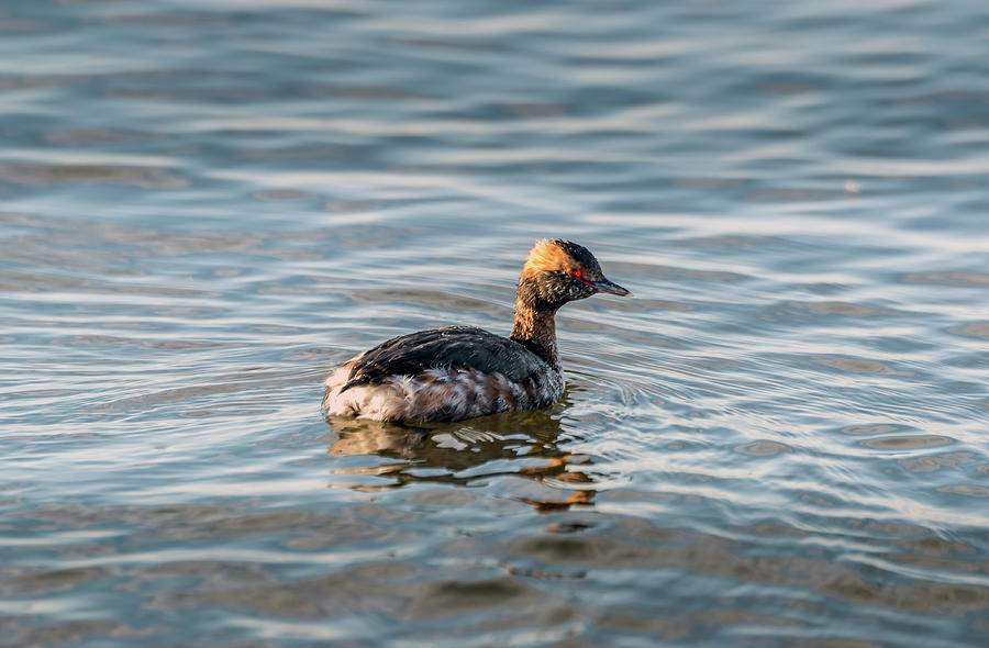 Horned Grebe swimming in the Chesapeake Bay Photograph by Patrick Wolf