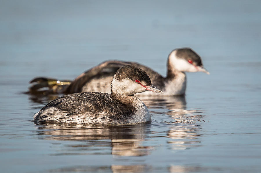 Horned Grebes Photograph by Kevin Giannini