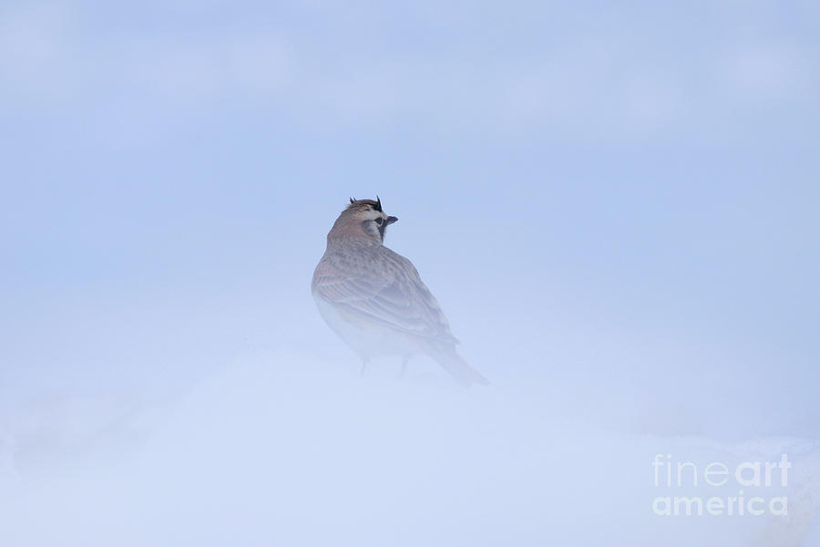 Horned Lark Photograph by Alyce Taylor