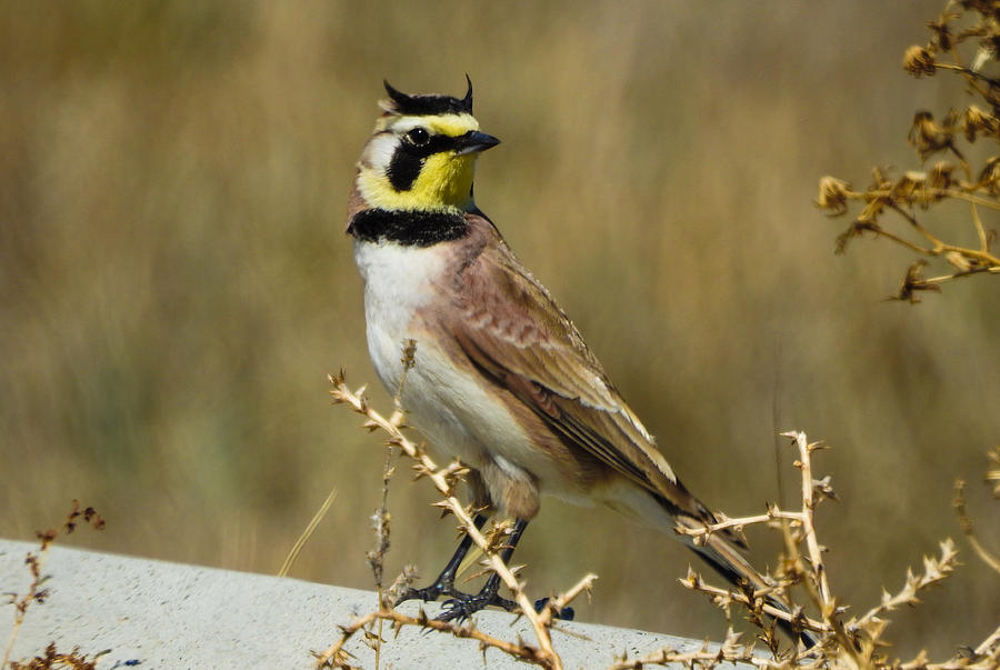 Horned Lark Photograph by Mindy Musick King