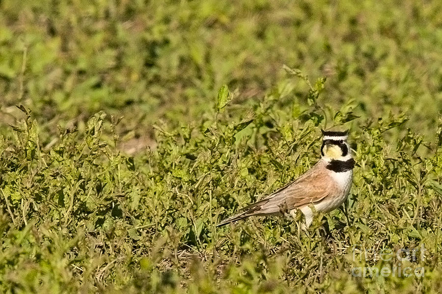 Nature Photograph - Horned Lark on the Prairie by Natural Focal Point Photography