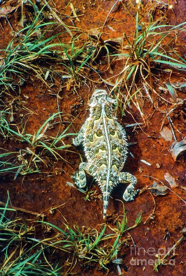 Horned Lizard Photograph by Bob Phillips