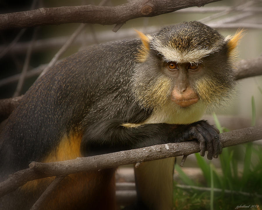 Horned Monkey Photograph by Joseph G Holland