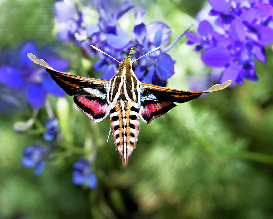 Horned Moth Photograph by Scott Cordell