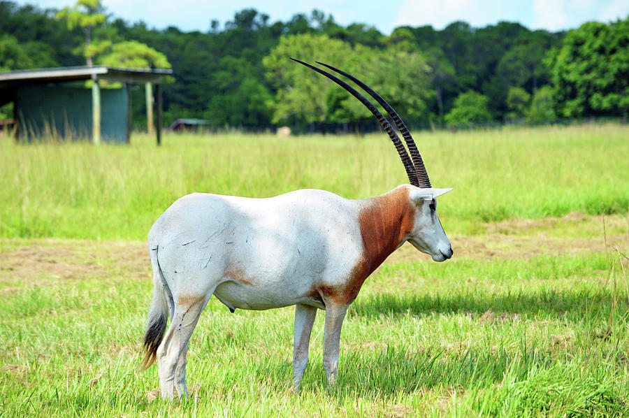 Horned Oryx 2 Photograph by Ken Figurski