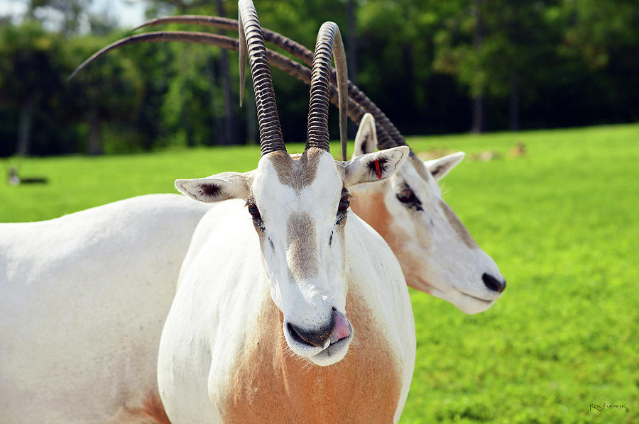 Horned Oryx Photograph by Ken Figurski