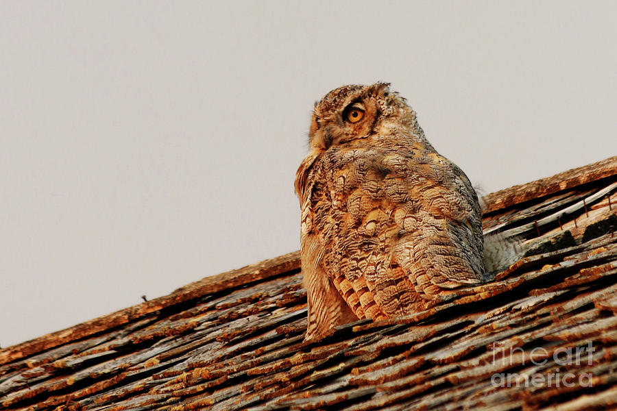 Horned Owl at Sunset Photograph by Alyce Taylor