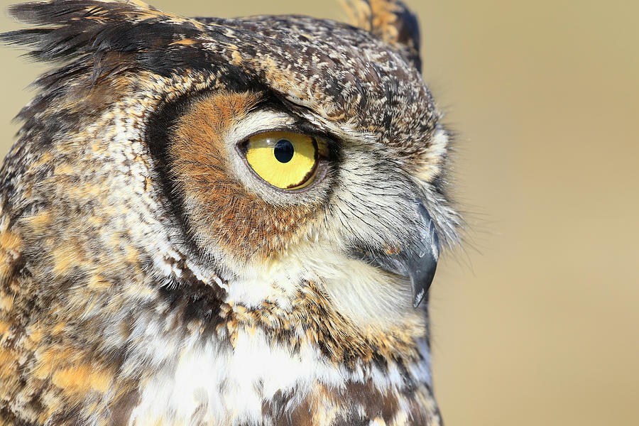 Horned Owl Close Up Photograph by Steve McKinzie