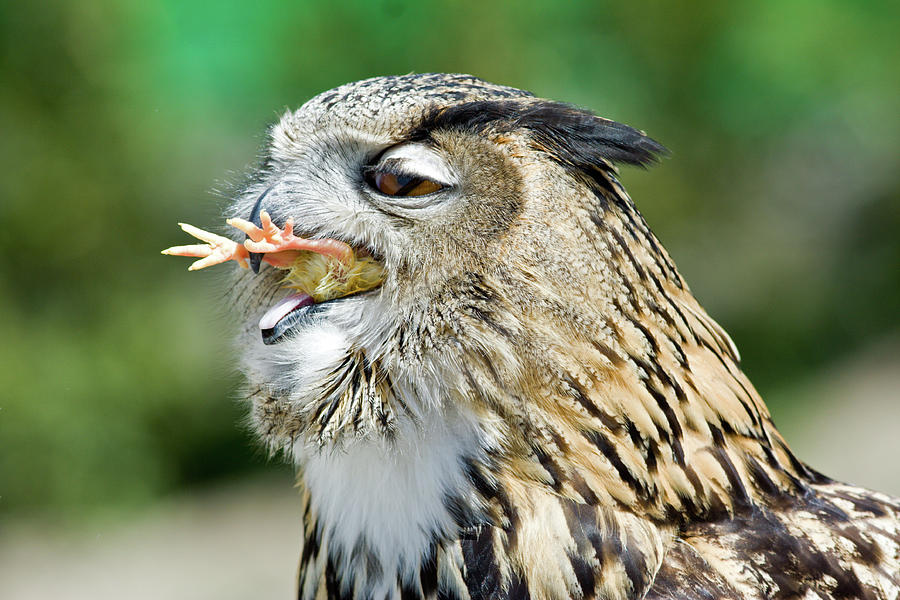 Horned Owl Eating Chicken Photograph