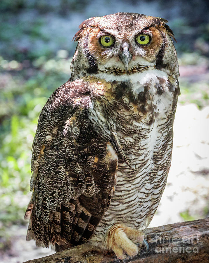 Horned Owl Photograph