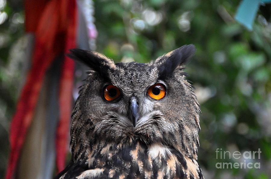 Horned Owl Photograph by John Black