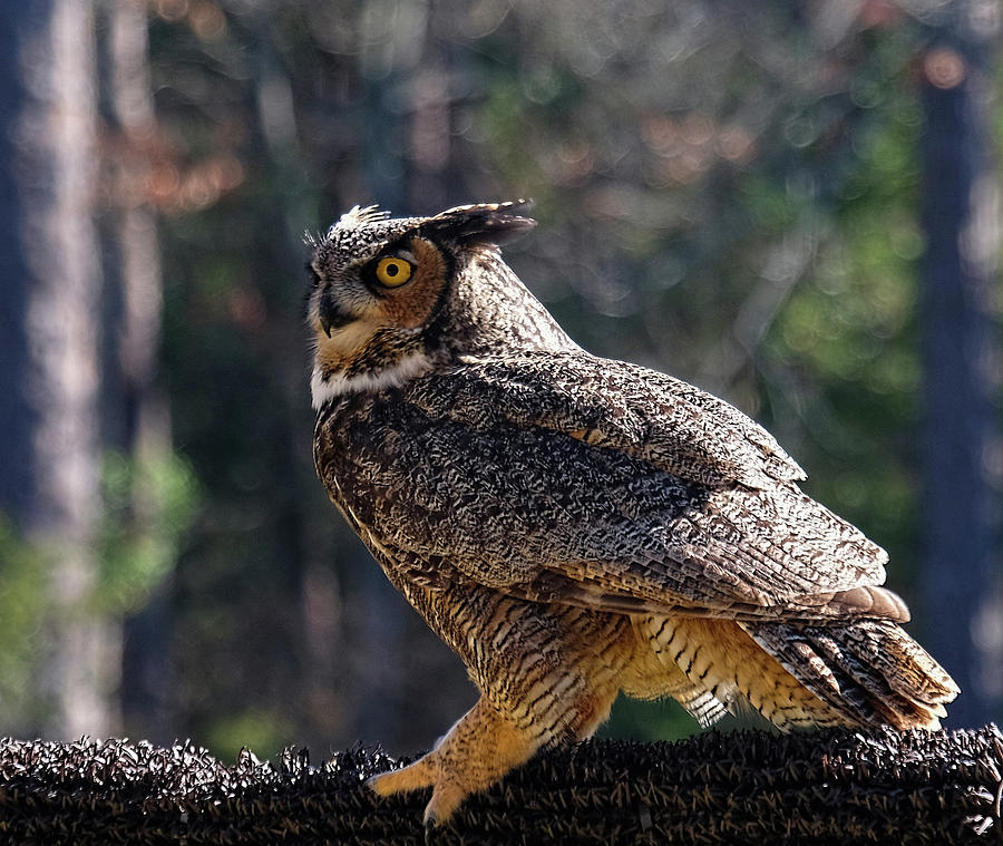 Horned Owl perching Photograph by Ronda Ryan