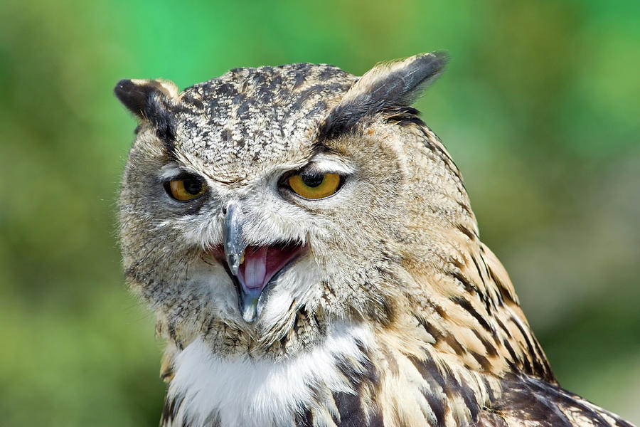Horned Owl Portrait Photograph by Aivar Mikko