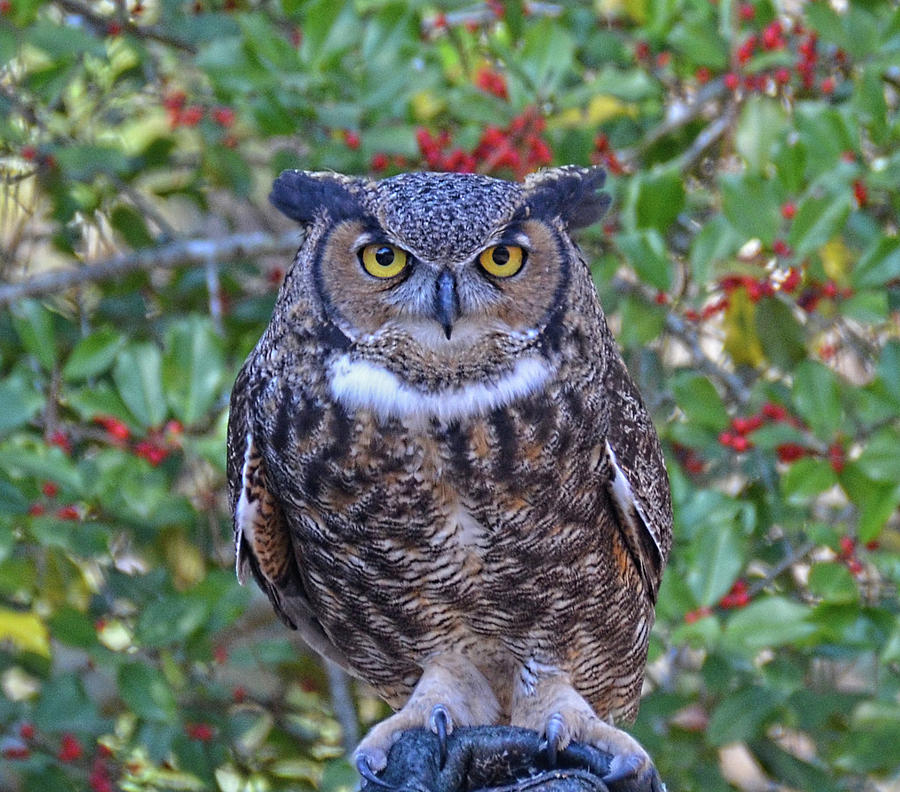 Horned Owl portrait Photograph by Ronda Ryan