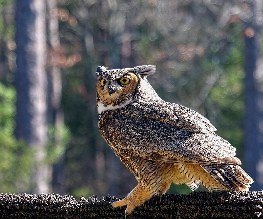 Horned Owl pose Photograph by Ronda Ryan