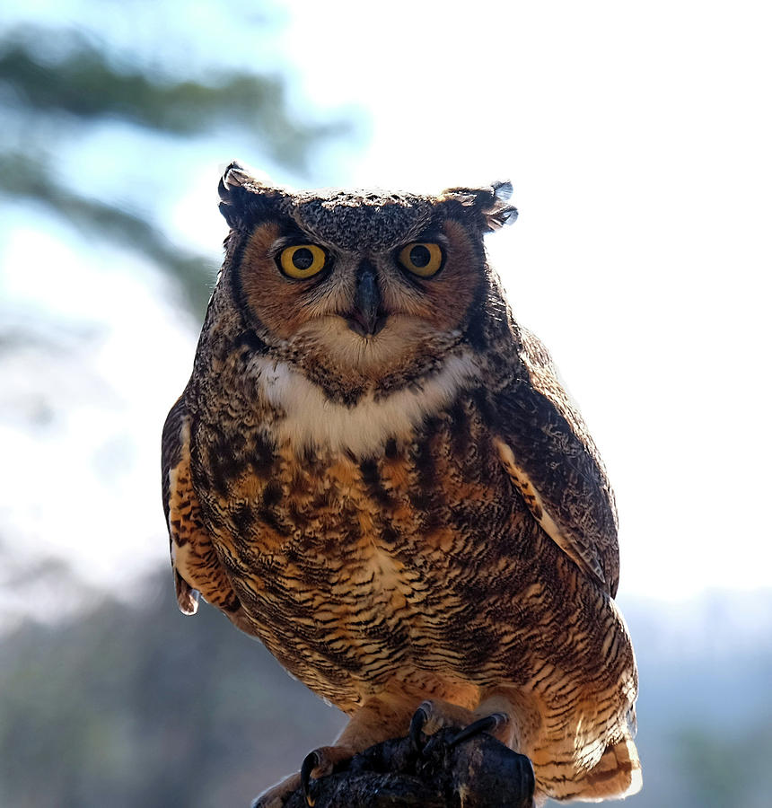 Horned Owl Photograph by Ronda Ryan