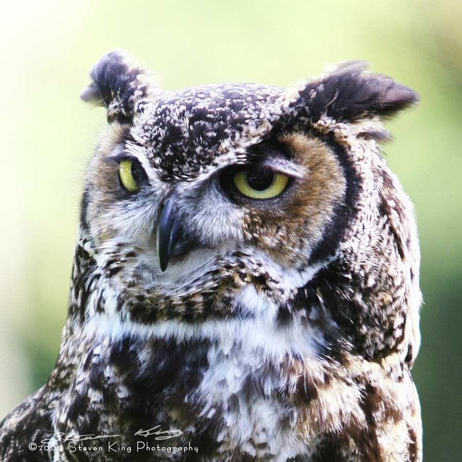 Horned Owl Photograph by Steven King - Fine Art America