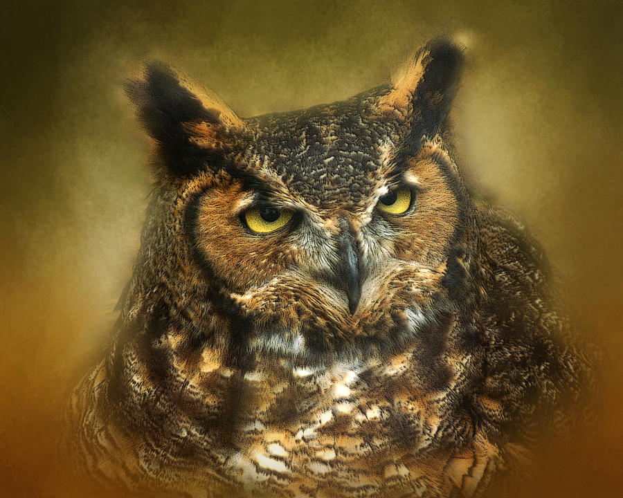 Horned Owl Photograph by TnBackroadsPhotos