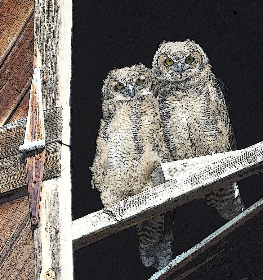 Horned Owls Photograph by Brent Easley