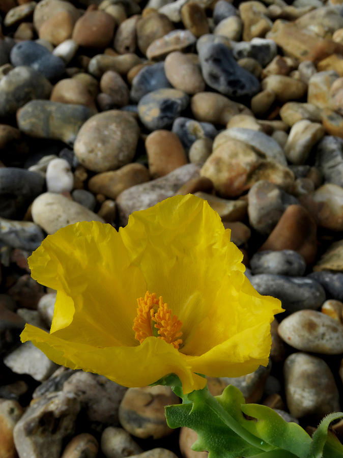 Horned Poppy and Pebbles Photograph by John Topman