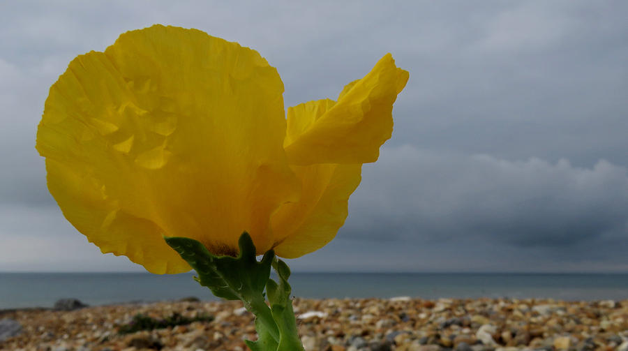 Horned Poppy By The Sea Photograph by John Topman