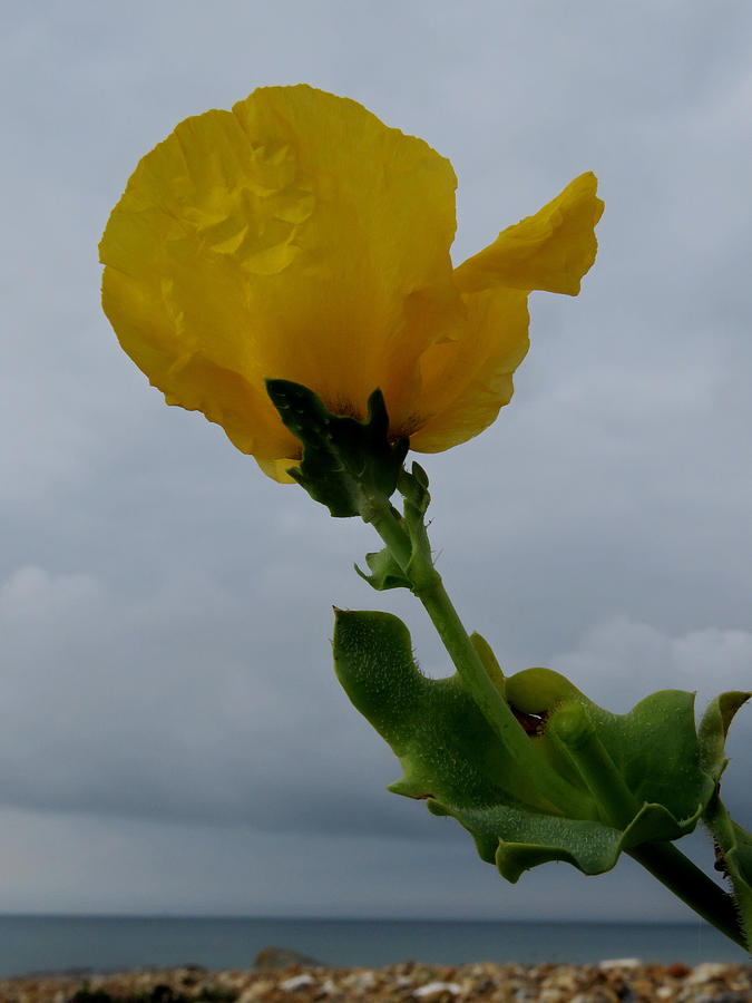 Horned Poppy Photograph by John Topman