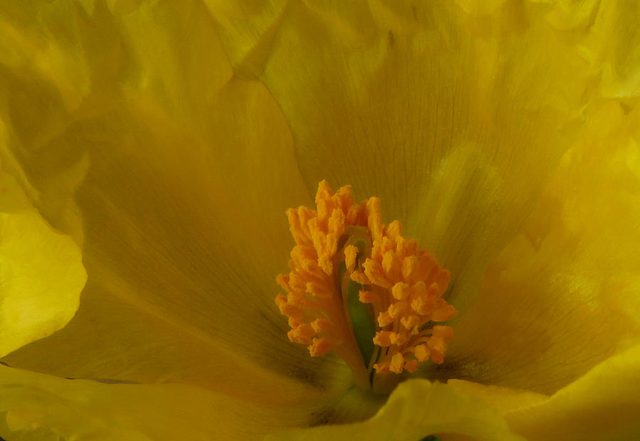 Horned Poppy Stamen Photograph by John Topman