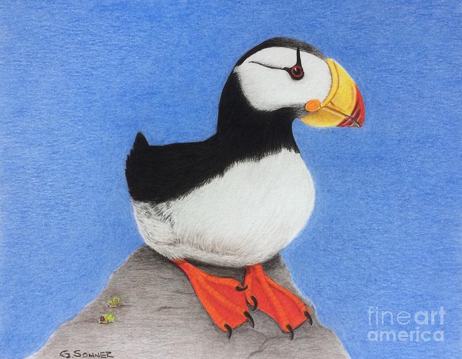 Puffin Drawing - Horned Puffin  by George Sonner