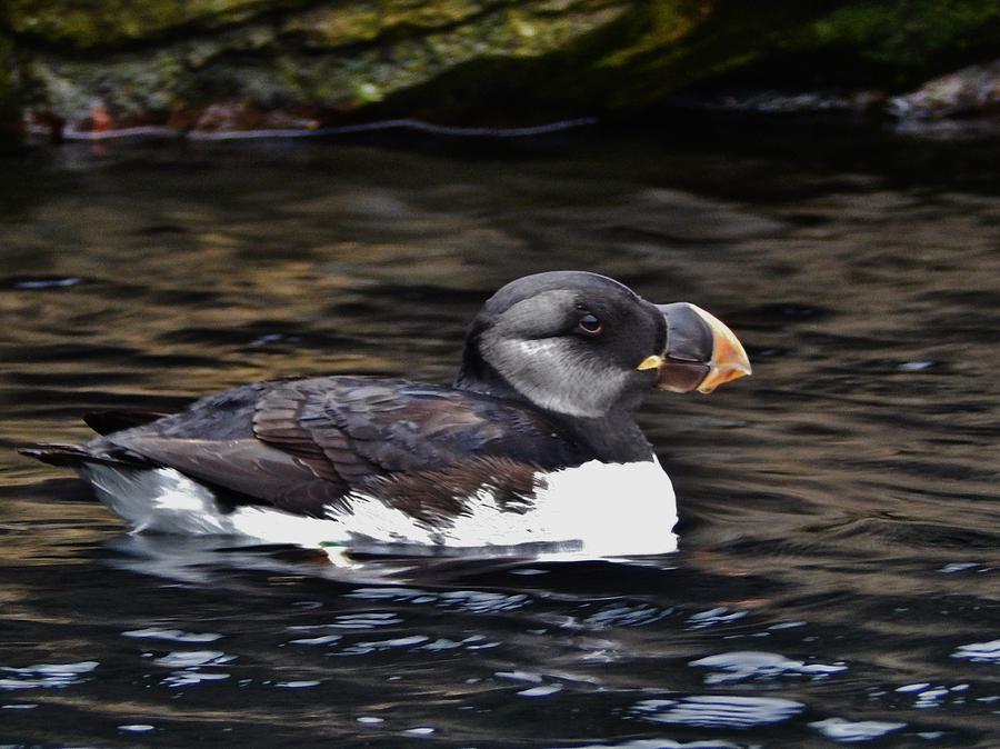 Horned Puffin in Winter Photograph by VLee Watson