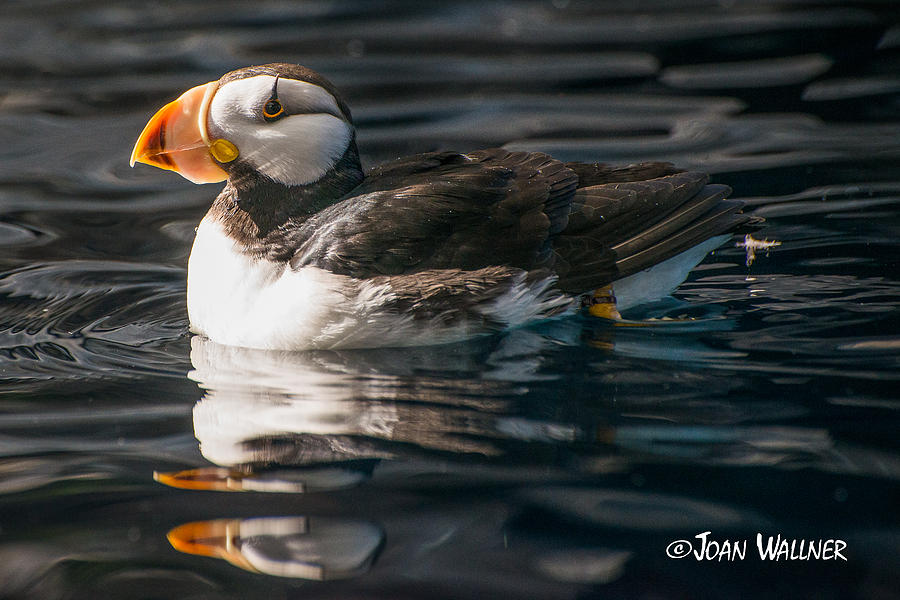 Horned Puffin Photograph by Joan Wallner