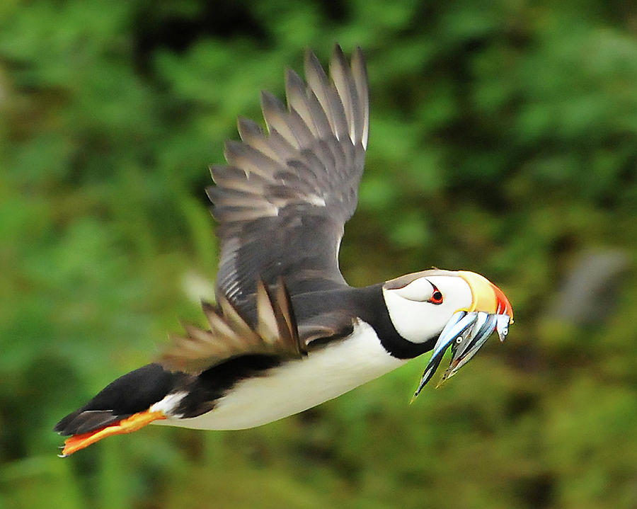 Horned Puffin Photograph by Ted Keller