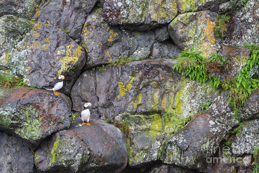 Horned Puffins Alaska Photograph by Chris Scroggins