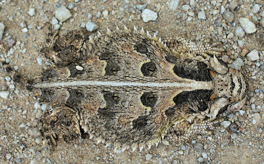 Horned Toad Camouflage Photograph by JC Findley