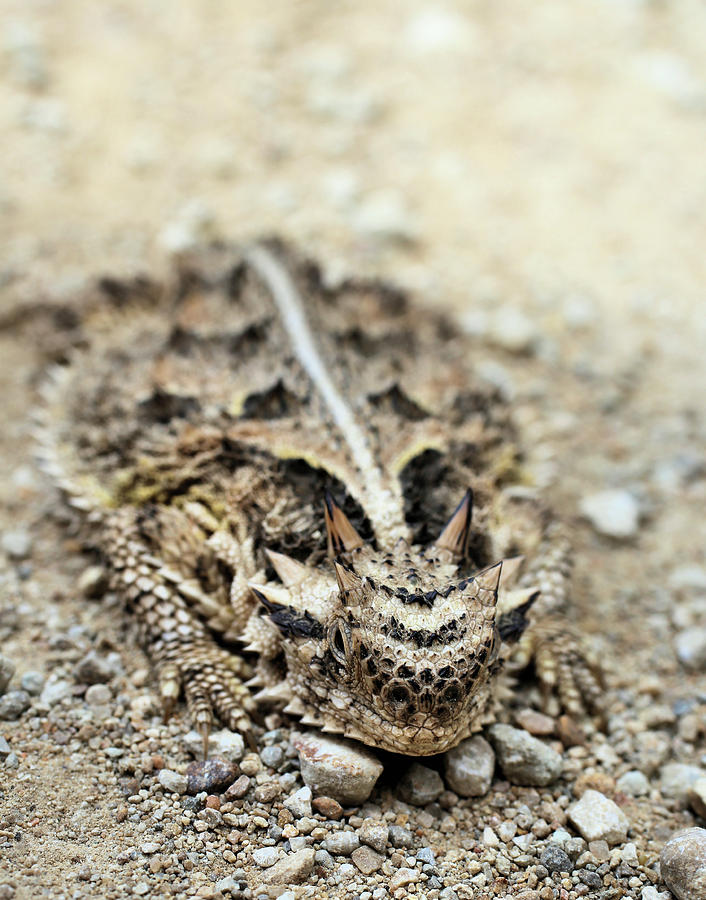 Horned Toad Photograph by JC Findley