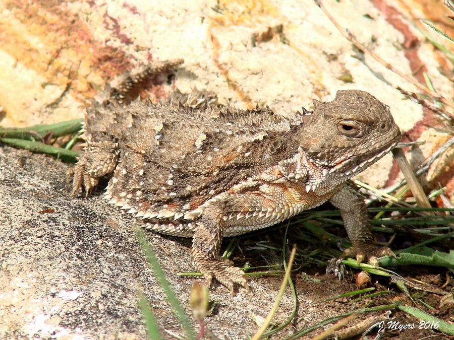 Horned toad Photograph by Jennifer Myers - Fine Art America