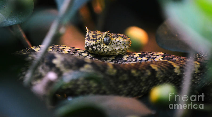 Horned Viper Snake Head Macro Photograph by Shawn OBrien