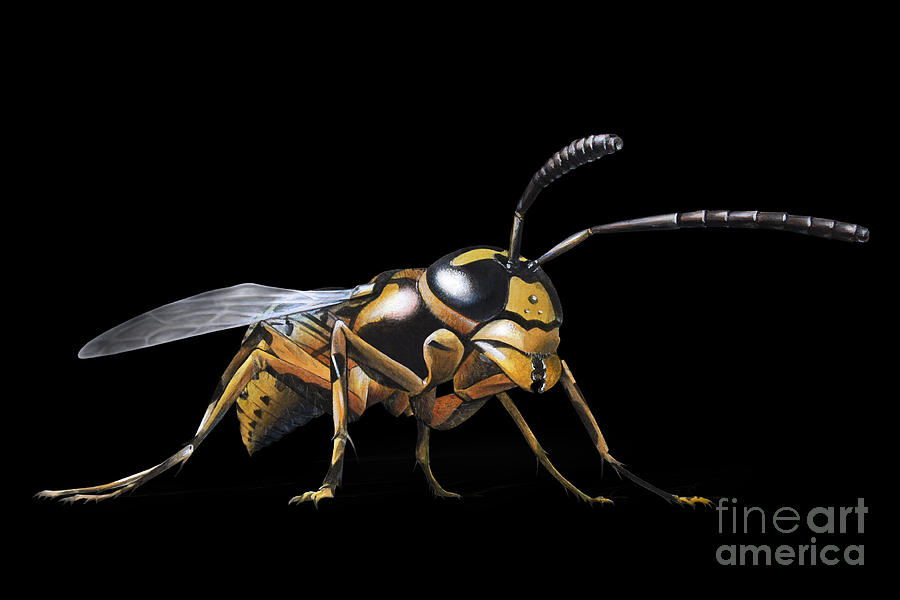 Animal Painting - Hornet Branca by Karin Russer Animal Painting - Hornet Branca by Karin Russer