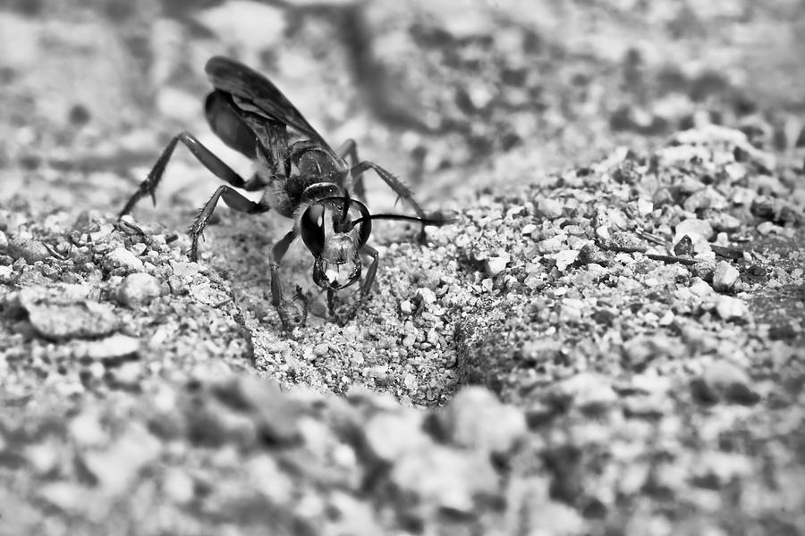 Hornet in Black and White Photograph by Edward Myers
