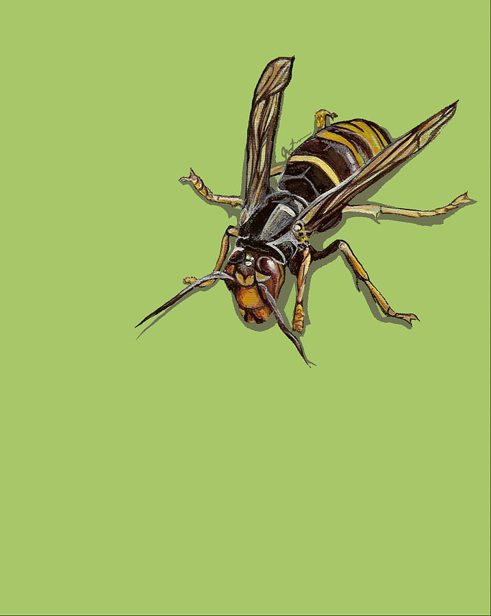 Insects Painting - Hornet by Jude Labuszewski