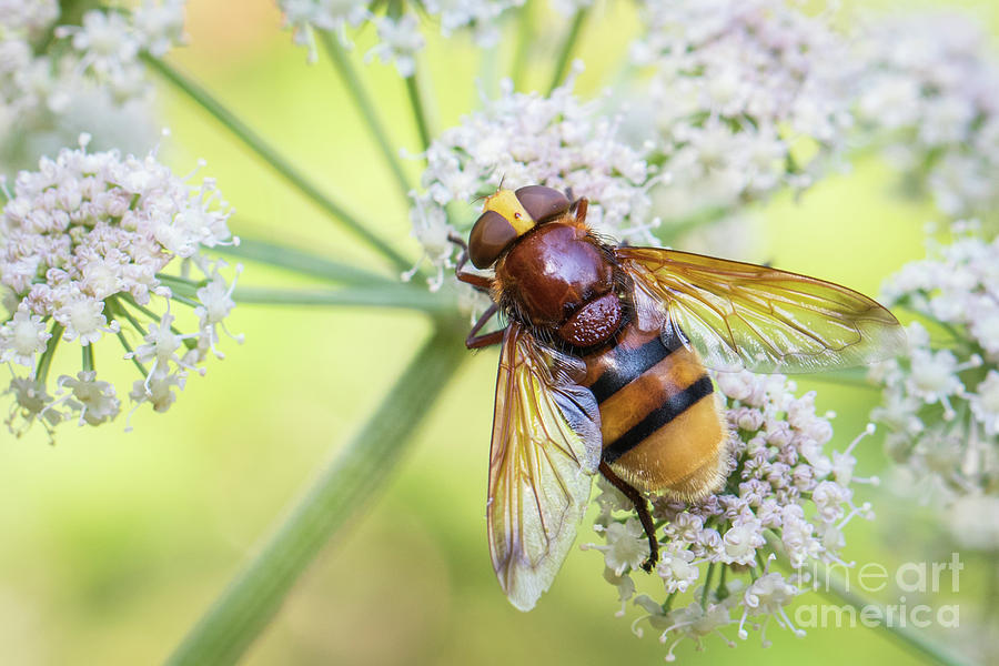 Hornet mimic hoverfly - Volucella zonaria Photograph by Jivko Nakev
