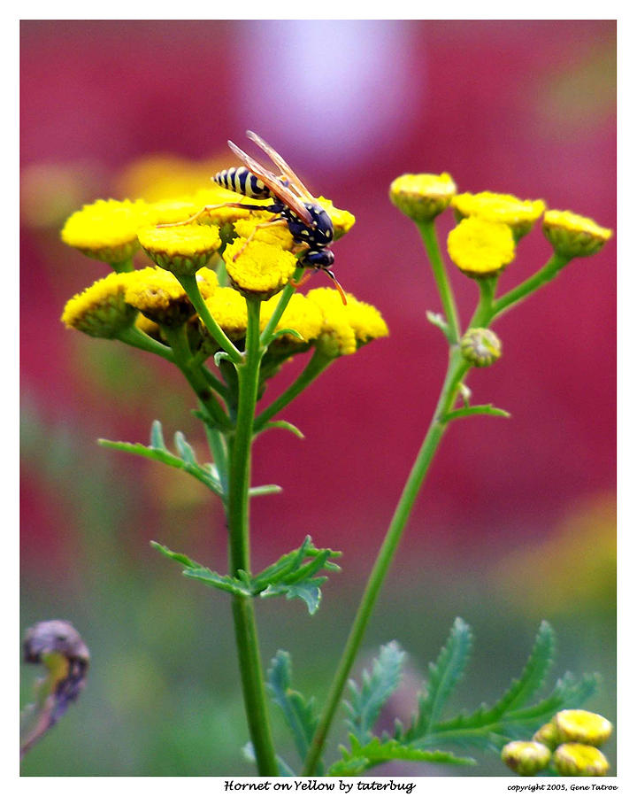 Hornet on Yellow Photograph by Gene Tatroe