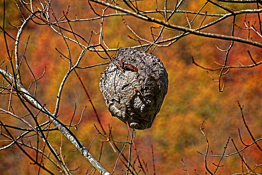 Hornets Nest Photograph by HH Photography of Florida